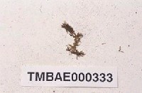 藏品(二列鶴嘴苔)的圖片